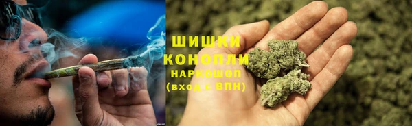 гидра Ессентукская