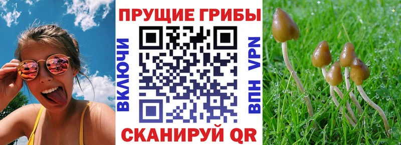 Псилоцибиновые грибы ЛСД  Знаменск 